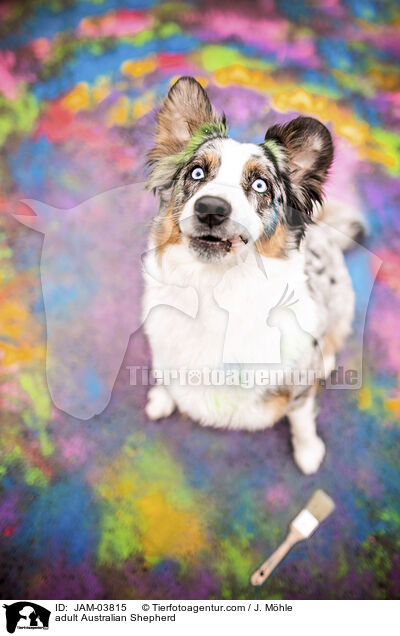 ausgewachsener Australian Shepherd / adult Australian Shepherd / JAM-03815