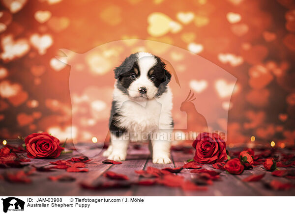 Australian Shepherd Welpe / Australian Shepherd Puppy / JAM-03908