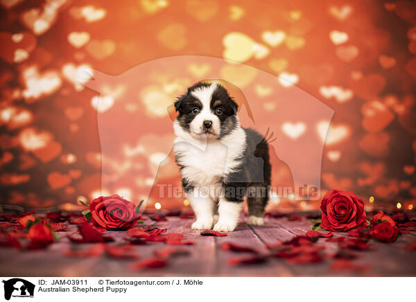Australian Shepherd Welpe / Australian Shepherd Puppy / JAM-03911