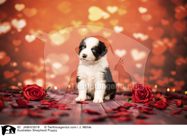 Australian Shepherd Welpe / Australian Shepherd Puppy / JAM-03919