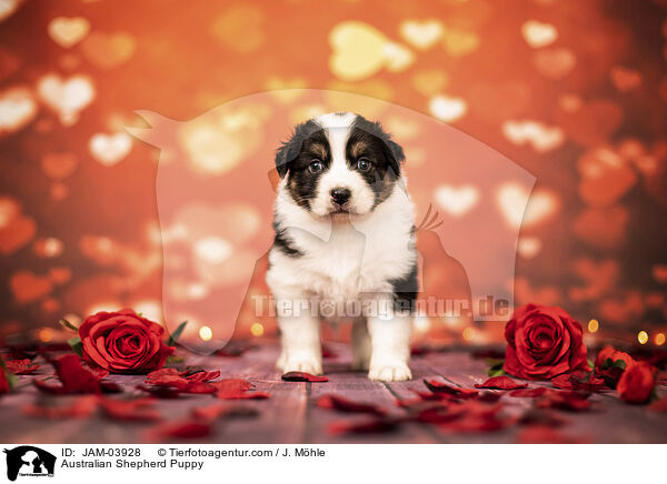Australian Shepherd Welpe / Australian Shepherd Puppy / JAM-03928
