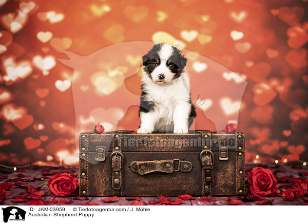 Australian Shepherd Welpe / Australian Shepherd Puppy / JAM-03959
