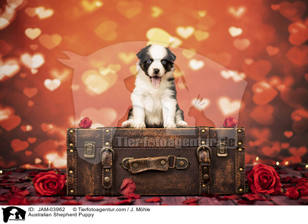 Australian Shepherd Welpe / Australian Shepherd Puppy / JAM-03962