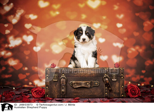 Australian Shepherd Welpe / Australian Shepherd Puppy / JAM-03973