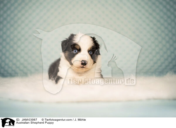 Australian Shepherd Welpe / Australian Shepherd Puppy / JAM-03987