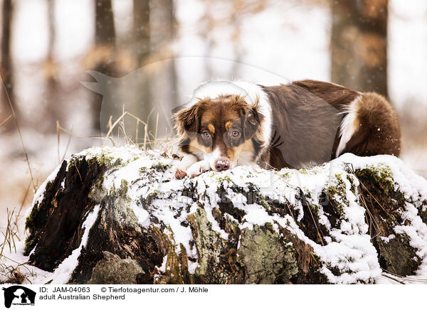 ausgewachsener Australian Shepherd / adult Australian Shepherd / JAM-04063