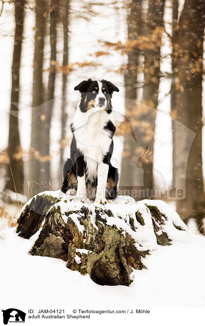 ausgewachsener Australian Shepherd / adult Australian Shepherd / JAM-04121
