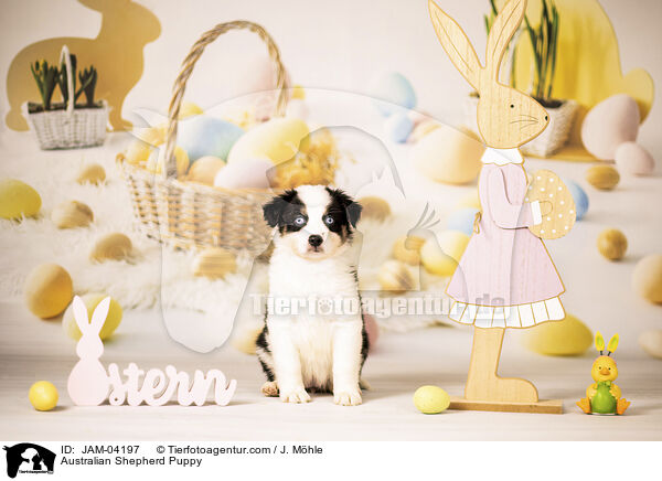 Australian Shepherd Welpe / Australian Shepherd Puppy / JAM-04197