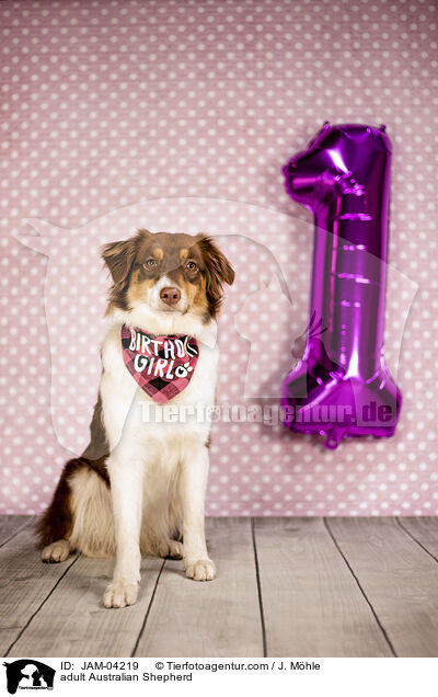ausgewachsener Australian Shepherd / adult Australian Shepherd / JAM-04219