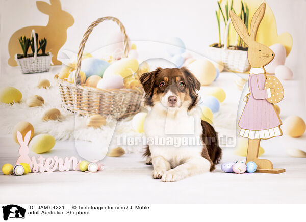 ausgewachsener Australian Shepherd / adult Australian Shepherd / JAM-04221