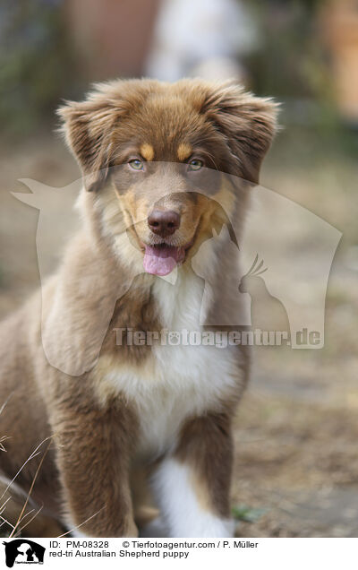 red-tri Australian Shepherd puppy / PM-08328