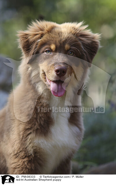 red-tri Australian Shepherd puppy / PM-08333