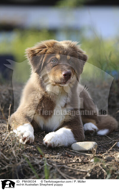 red-tri Australian Shepherd puppy / PM-08334