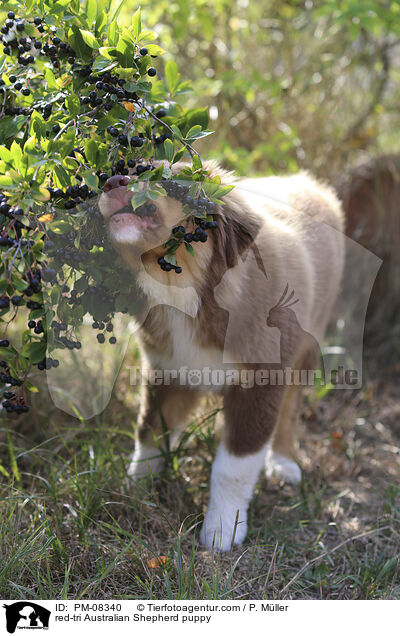 red-tri Australian Shepherd puppy / PM-08340