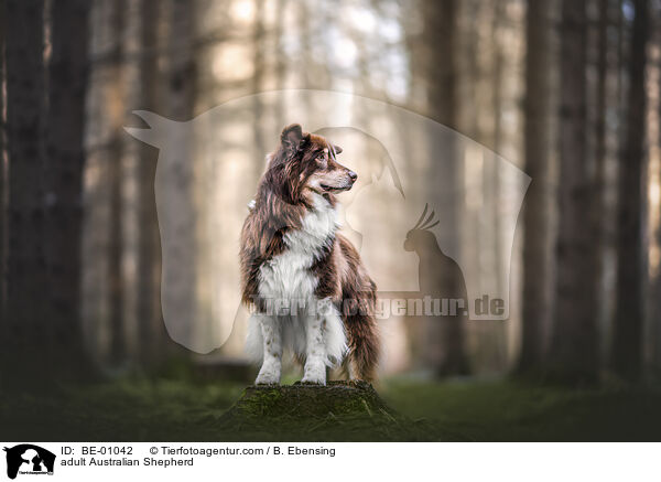 adult Australian Shepherd / BE-01042