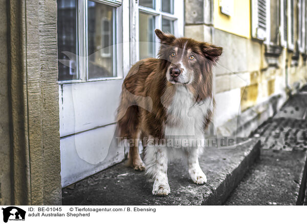 ausgewachsener Australian Shepherd / adult Australian Shepherd / BE-01045