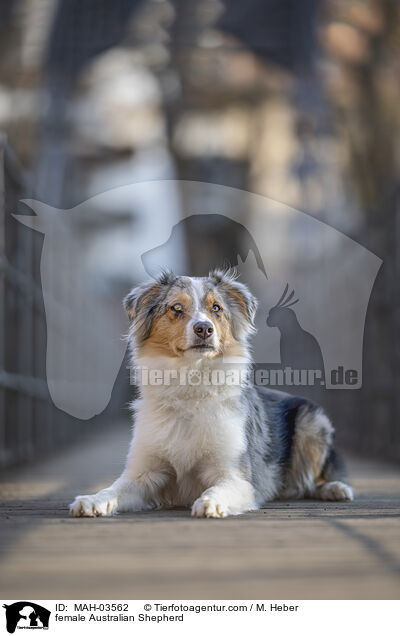 Australian Shepherd Hndin / female Australian Shepherd / MAH-03562