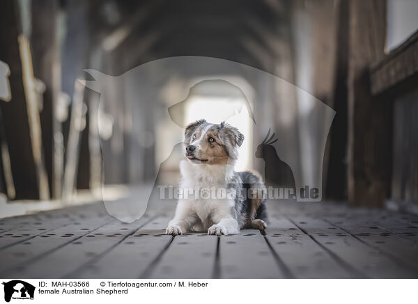 Australian Shepherd Hndin / female Australian Shepherd / MAH-03566