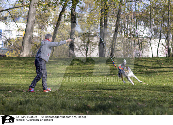 Australian Shepherd Hndin / female Australian Shepherd / MAH-03586