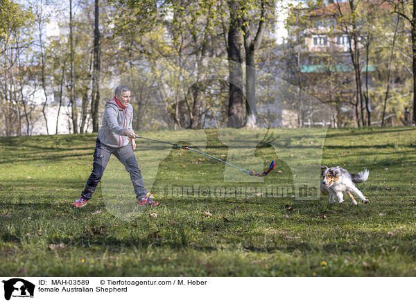 Australian Shepherd Hndin / female Australian Shepherd / MAH-03589