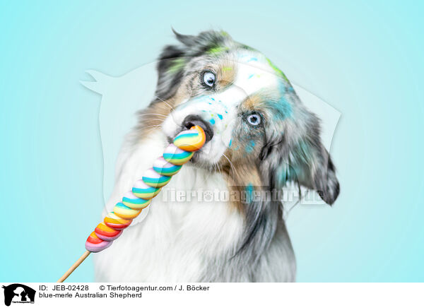 blue-merle Australian Shepherd / blue-merle Australian Shepherd / JEB-02428