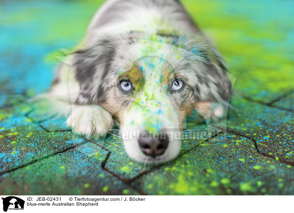 blue-merle Australian Shepherd / JEB-02431
