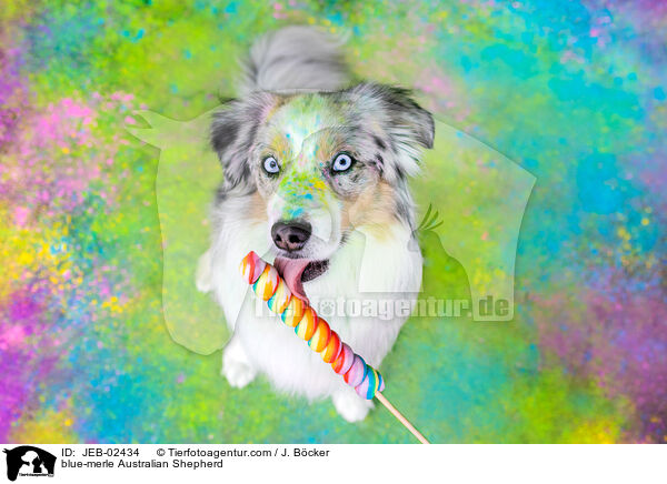 blue-merle Australian Shepherd / blue-merle Australian Shepherd / JEB-02434