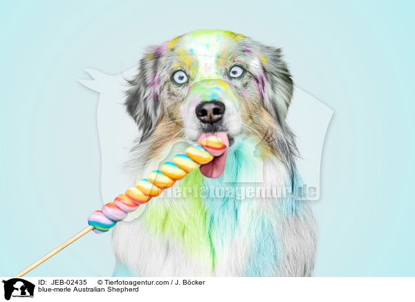 blue-merle Australian Shepherd / blue-merle Australian Shepherd / JEB-02435