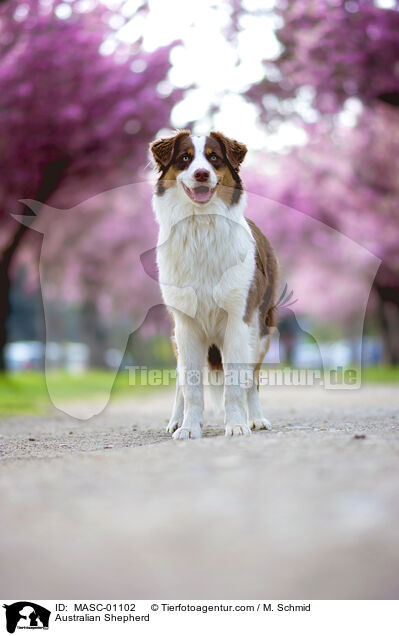 Australian Shepherd / Australian Shepherd / MASC-01102