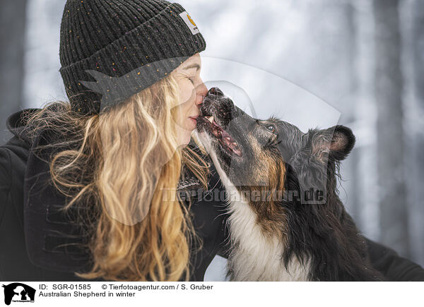 Australian Shepherd im Winter / Australian Shepherd in winter / SGR-01585