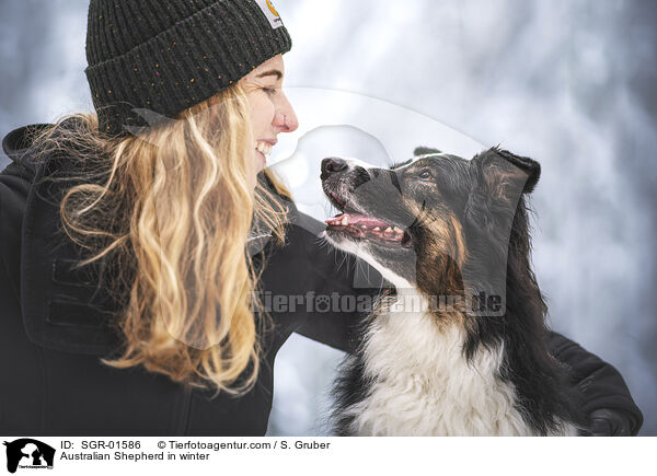 Australian Shepherd im Winter / Australian Shepherd in winter / SGR-01586