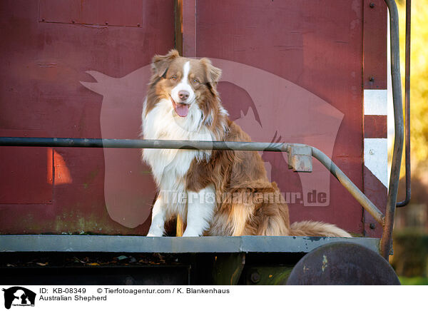 Australian Shepherd / Australian Shepherd / KB-08349