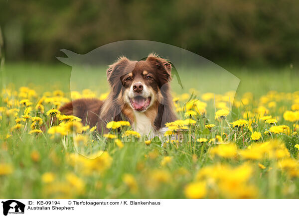 Australian Shepherd / Australian Shepherd / KB-09194