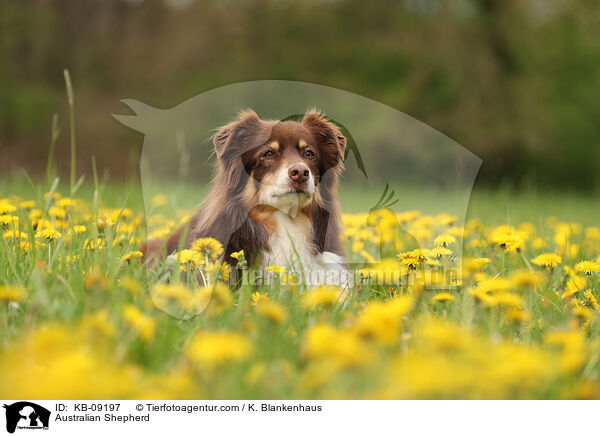 Australian Shepherd / Australian Shepherd / KB-09197