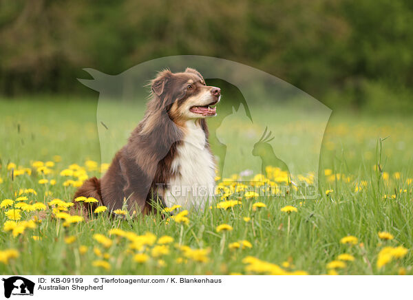 Australian Shepherd / Australian Shepherd / KB-09199