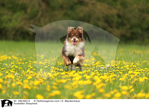 Australian Shepherd / Australian Shepherd / KB-09213
