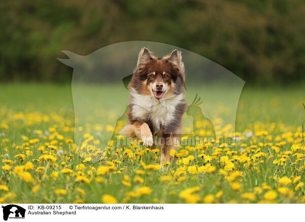 Australian Shepherd / Australian Shepherd / KB-09215