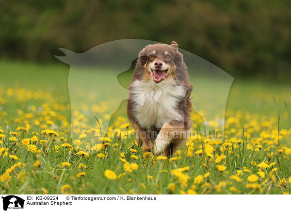 Australian Shepherd / Australian Shepherd / KB-09224