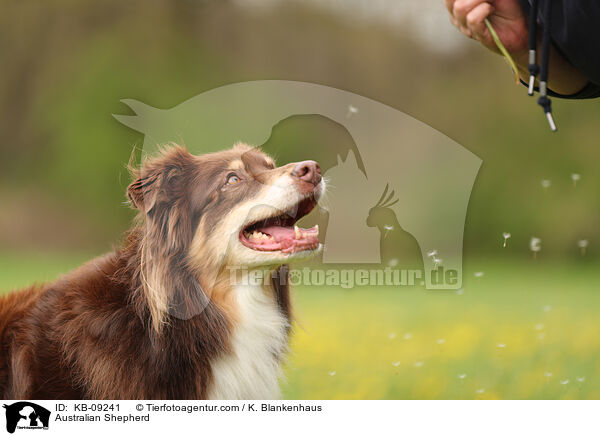 Australian Shepherd / Australian Shepherd / KB-09241