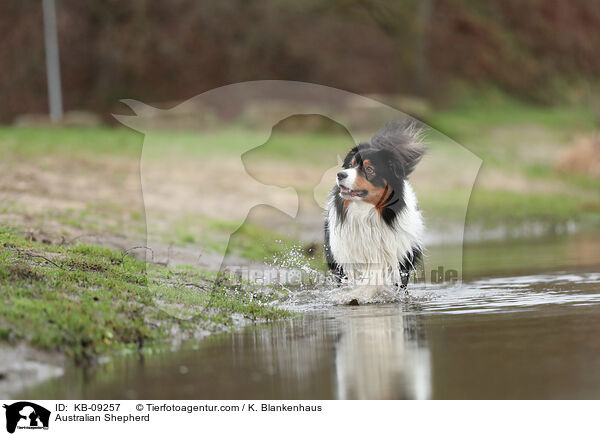 Australian Shepherd / KB-09257