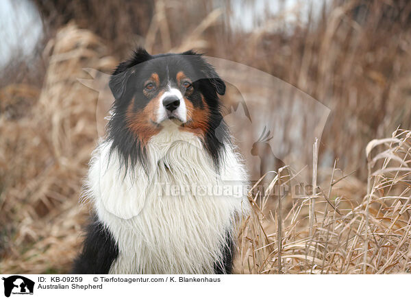 Australian Shepherd / Australian Shepherd / KB-09259