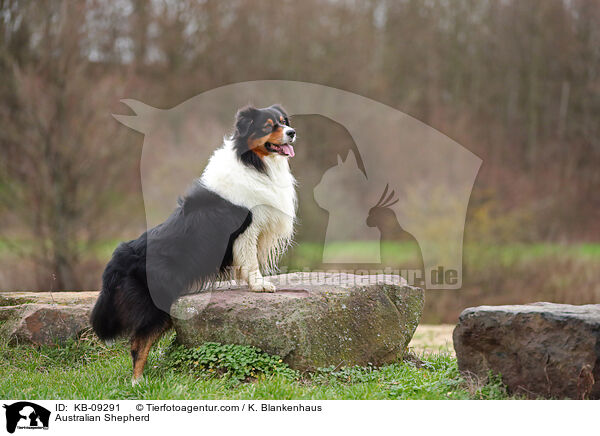 Australian Shepherd / KB-09291