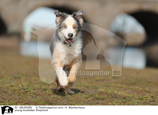 junger Australian Shepherd / young Australian Shepherd / KB-09389
