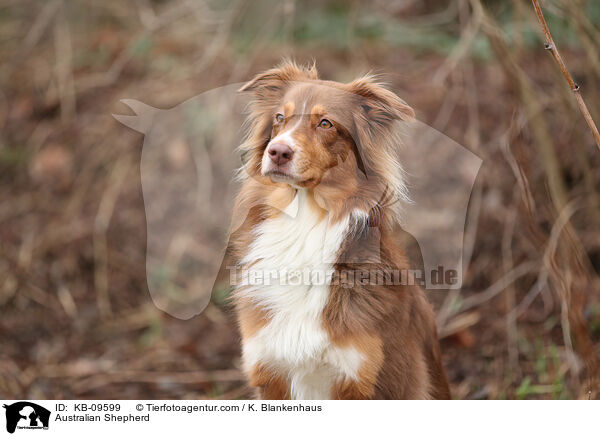 Australian Shepherd / Australian Shepherd / KB-09599