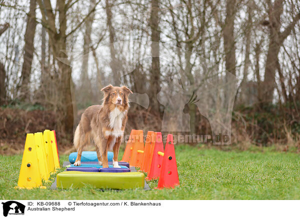 Australian Shepherd / Australian Shepherd / KB-09688