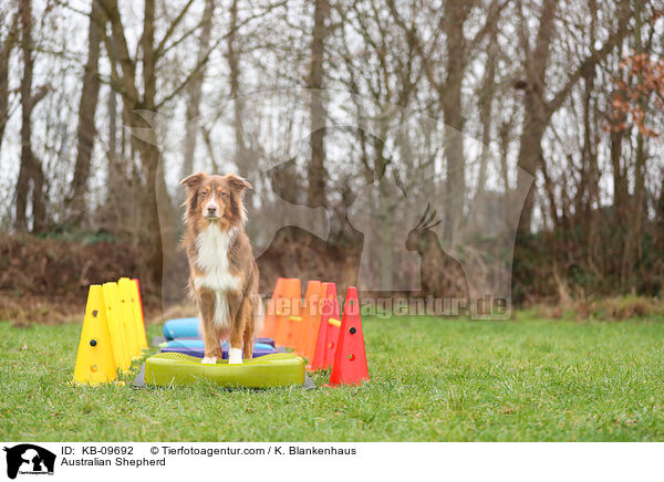 Australian Shepherd / Australian Shepherd / KB-09692