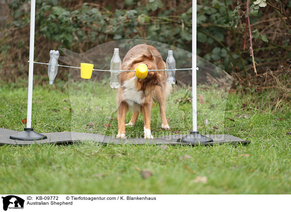 Australian Shepherd / Australian Shepherd / KB-09772
