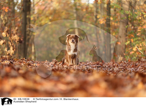 Australian Shepherd / Australian Shepherd / KB-10638