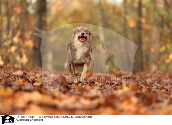 Australian Shepherd / Australian Shepherd / KB-10639