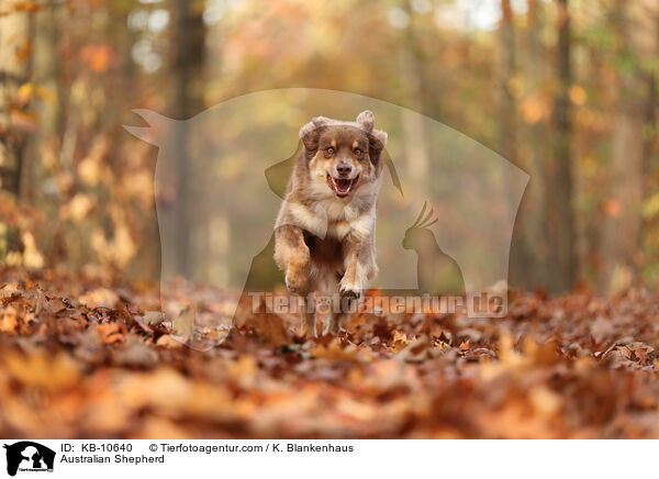 Australian Shepherd / Australian Shepherd / KB-10640